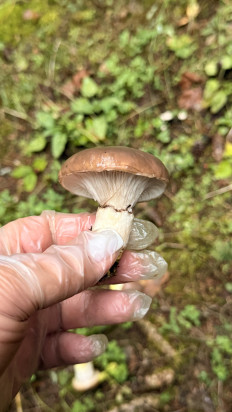 Мокруха еловая