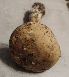 Гриб из Павловский Посад