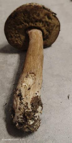 Гриб из Павловский Посад