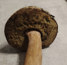 Гриб из Павловский Посад