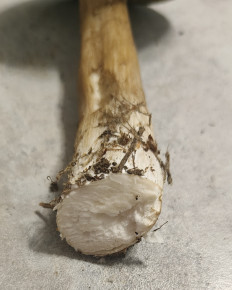 Гриб из Павловский Посад