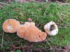 Гриб из Бронницы