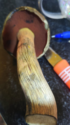 Гриб из Скопин Рязанская область