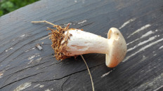 Гриб из Москва