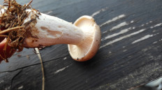 Гриб из Москва