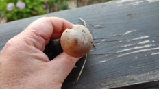 Гриб из Москва