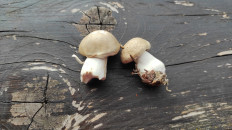 Гриб из Москва