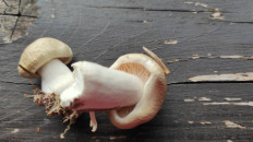 Гриб из Москва