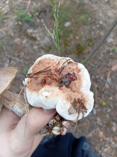 Гриб из Ленинградская область, Белоостров