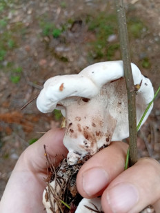 Гриб из Ленинградская область, Белоостров