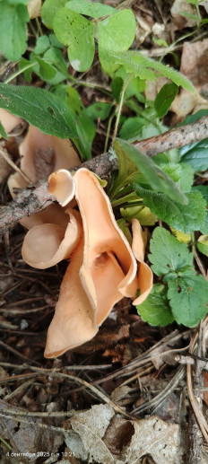 Ослиное ухо (Отидея ослиная)