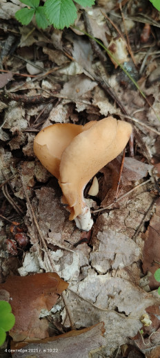 Ослиное ухо (Отидея ослиная)