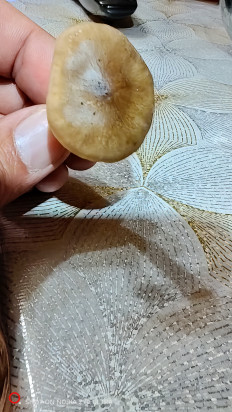 Гриб из Москва