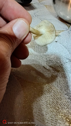 Гриб из Москва