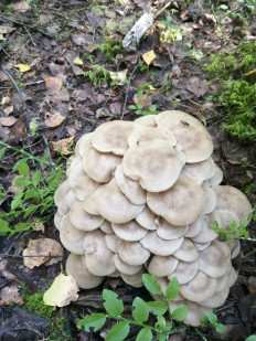 Гриб из Боровичи Новгородской