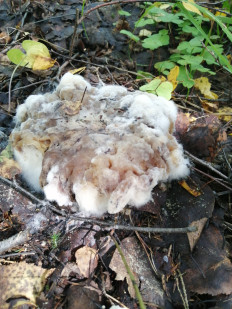 Гриб из Боровичи Новгородской