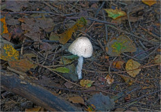 Гриб из Москва