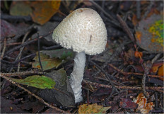 Гриб из Москва