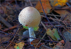 Гриб из Москва