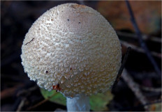 Гриб из Москва