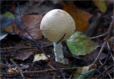 Гриб из Москва