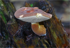 Польский гриб