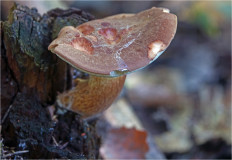 Польский гриб