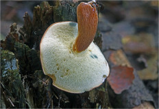 Польский гриб