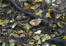 Моховик зелёный