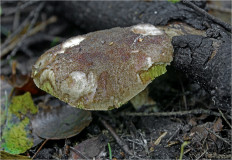 Моховик зелёный