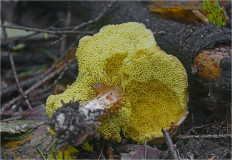 Моховик зелёный