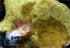 Моховик зелёный