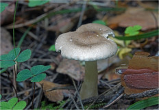 Гриб из Москва