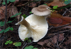 Гриб из Москва