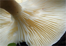 Гриб из Москва