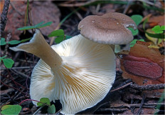 Гриб из Москва