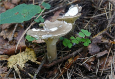 Гриб из Москва