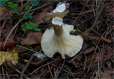 Гриб из Москва