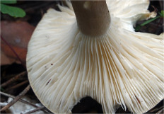 Гриб из Москва