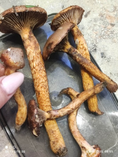 Мокруха пурпуровая