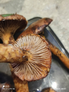 Мокруха пурпуровая