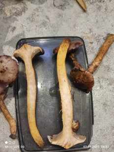 Мокруха пурпуровая