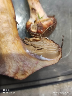 Мокруха пурпуровая