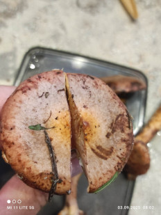 Мокруха пурпуровая