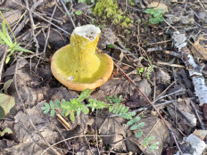 Hypomyces luteovirens - Гипомицес оливково-зелёный