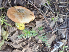 Hypomyces luteovirens - Гипомицес оливково-зелёный