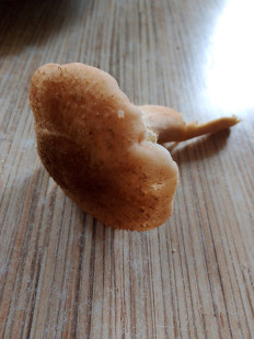 Опёнок осенний