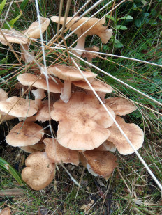 Опёнок осенний