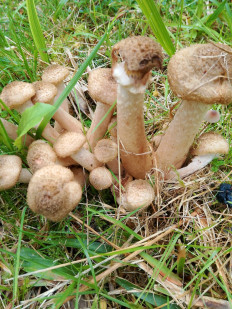 Опёнок осенний