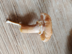 Опёнок осенний